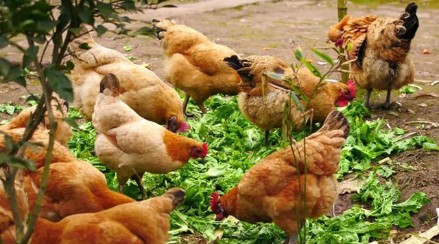 Mổ gà thấy trong bụng có một cục mỡ, nên ăn hay vứt? - Hình 2 Mo ga thay trong bung co mot cuc mo, nen an hay vut?-Hinh-2