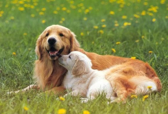 Người tuổi Tuất sinh ngày nào là tốt nhất? Nguoi tuoi Tuat sinh ngay nao la tot nhat?