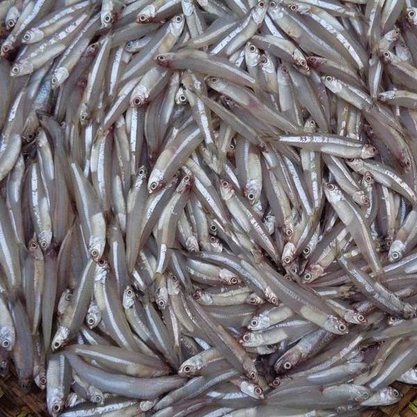 5 loại cá vừa bổ lại không nuôi công nghiệp - Hình 4 5 loai ca vua bo lai khong nuoi cong nghiep-Hinh-4