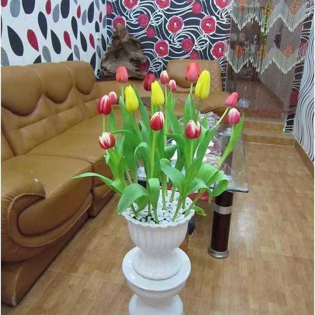 5 loại hoa đẹp nhưng không may, để trong nhà mời gọi vận xui - Hình 2 5 loai hoa dep nhung khong may, de trong nha moi goi van xui-Hinh-2