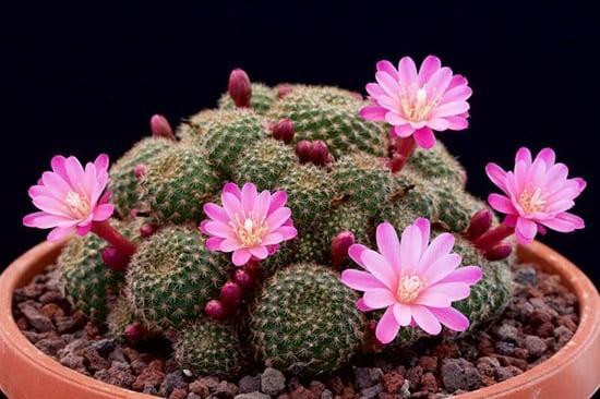 5 loại hoa đẹp nhưng không may, để trong nhà mời gọi vận xui - Hình 3 5 loai hoa dep nhung khong may, de trong nha moi goi van xui-Hinh-3