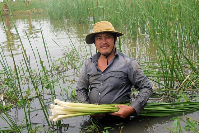 Trồng các loại cỏ dại, bất ngờ thu lời cao - Hình 2 Trong cac loai co dai, bat ngo thu loi cao-Hinh-2