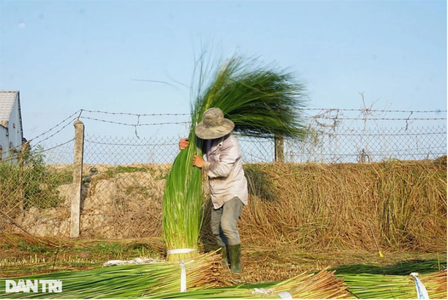 Trồng các loại cỏ dại, bất ngờ thu lời cao - Hình 3 Trong cac loai co dai, bat ngo thu loi cao-Hinh-3