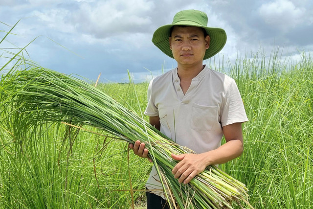 Trồng các loại cỏ dại, bất ngờ thu lời cao - Hình 5 Trong cac loai co dai, bat ngo thu loi cao-Hinh-5