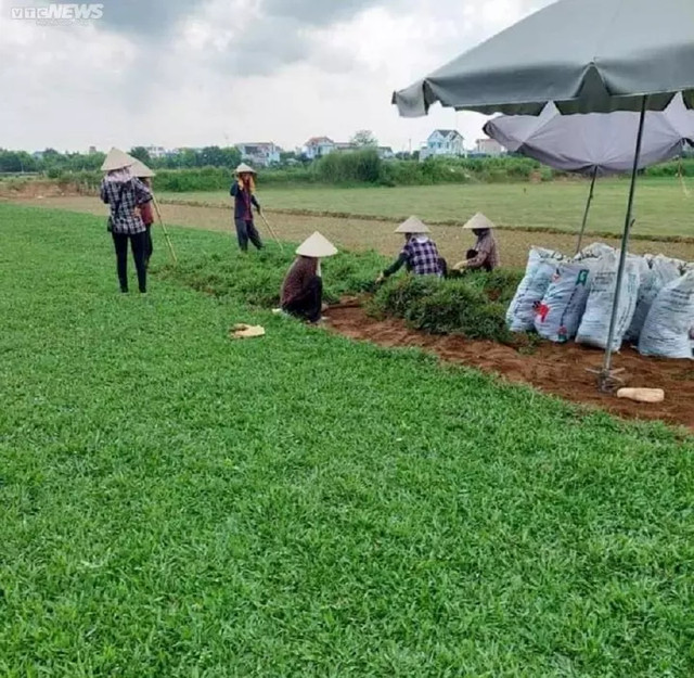 Trồng các loại cỏ dại, bất ngờ thu lời cao Trong cac loai co dai, bat ngo thu loi cao