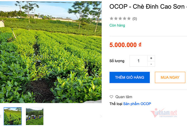 Năm triệu đồng/kg chè Thái Nguyên, hàng hiếm trên sàn online Nam trieu dong/kg che Thai Nguyen, hang hiem tren san online