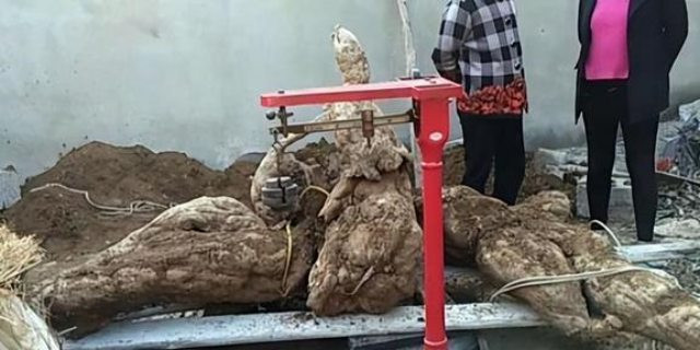 Củ sắn to bằng người lớn, qua tay giá tăng 40 lần - Hình 2 Cu san to bang nguoi lon, qua tay gia tang 40 lan-Hinh-2