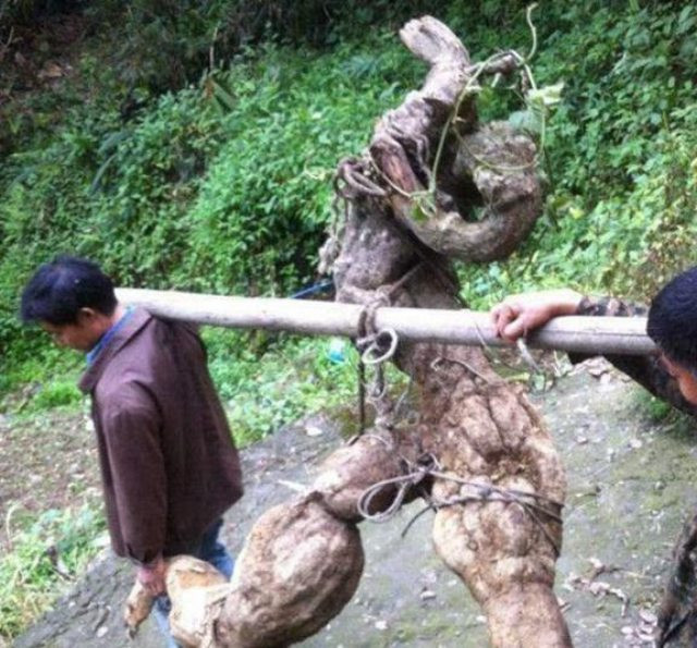 Củ sắn to bằng người lớn, qua tay giá tăng 40 lần - Hình 3 Cu san to bang nguoi lon, qua tay gia tang 40 lan-Hinh-3