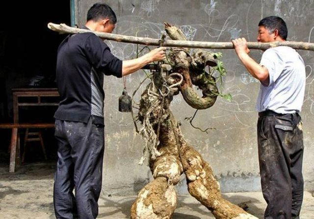 Củ sắn to bằng người lớn, qua tay giá tăng 40 lần Cu san to bang nguoi lon, qua tay gia tang 40 lan