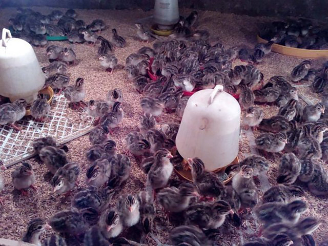 Loại gà lạ dịp Tết đại gia có tiền chưa chắc đã mua được - Hình 8 Loai ga la dip Tet dai gia co tien chua chac da mua duoc-Hinh-8