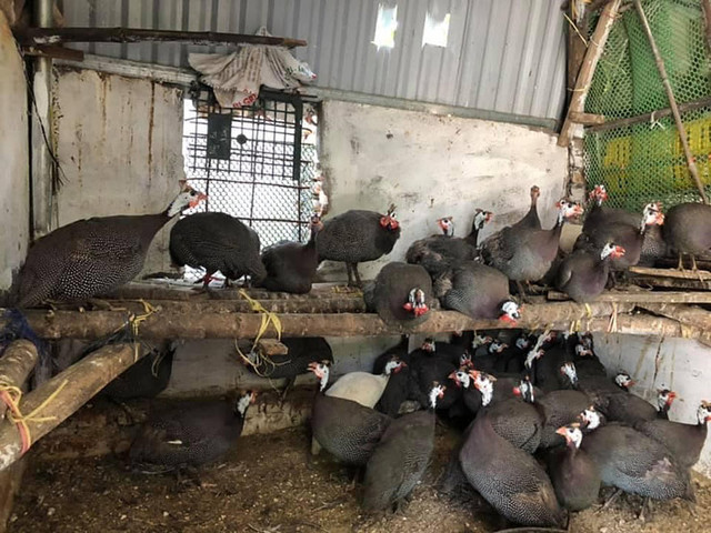Loại gà lạ dịp Tết đại gia có tiền chưa chắc đã mua được - Hình 9 Loai ga la dip Tet dai gia co tien chua chac da mua duoc-Hinh-9