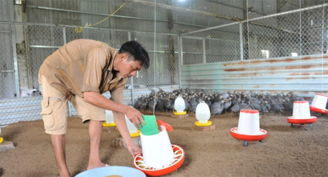 Loại gà lạ dịp Tết đại gia có tiền chưa chắc đã mua được - Hình 6 Loai ga la dip Tet dai gia co tien chua chac da mua duoc-Hinh-6