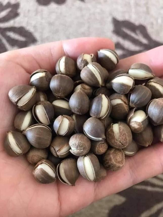 Hạt dẻ tí hon đắt khách đầu mùa - Hình 2 Hat de ti hon dat khach dau mua-Hinh-2
