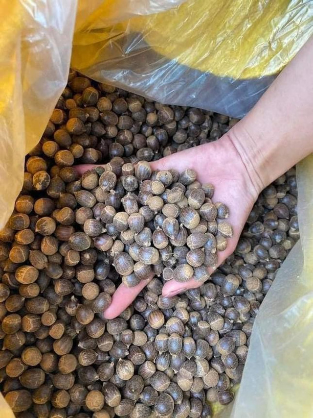 Hạt dẻ tí hon đắt khách đầu mùa Hat de ti hon dat khach dau mua