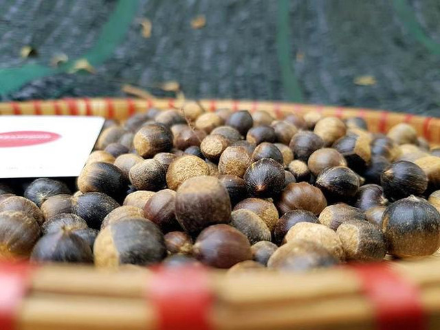 Hạt dẻ tí hon đắt khách đầu mùa - Hình 3 Hat de ti hon dat khach dau mua-Hinh-3