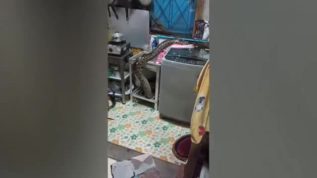 Video: Hoảng hồn phát hiện trăn khủng chui lên từ ống thoát nước Video: Hoang hon phat hien tran khung chui len tu ong thoat nuoc