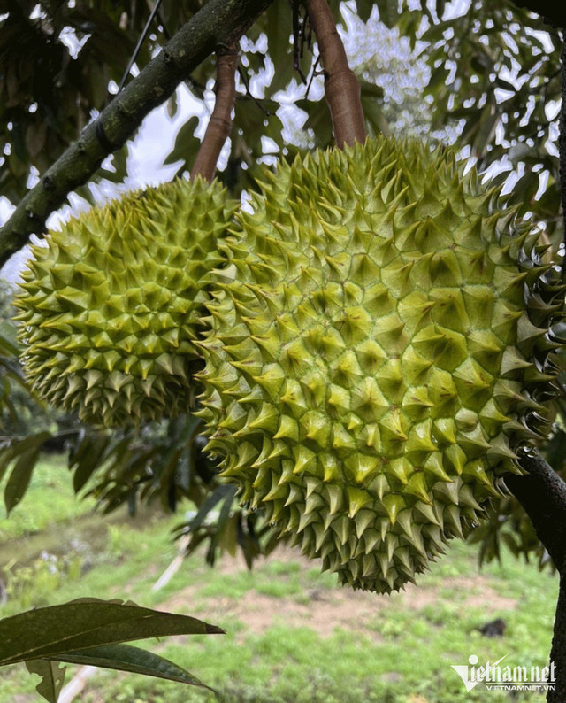 Trở lại vị thế "vua trái cây", cơm sầu riêng giá 450-500 nghìn/kg - Hình 2 Tro lai vi the