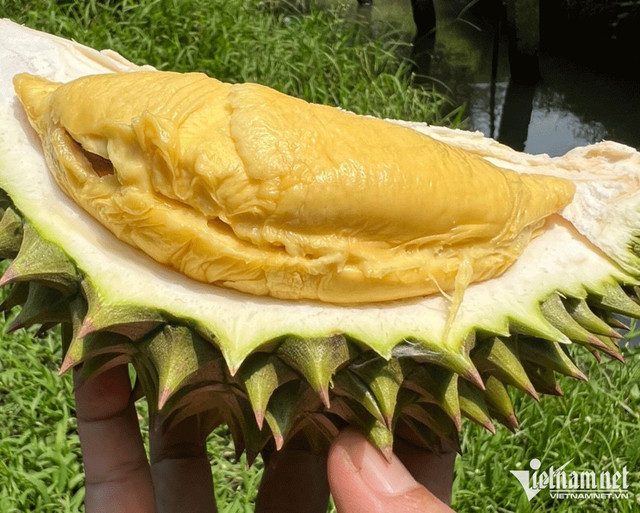 Trở lại vị thế "vua trái cây", cơm sầu riêng giá 450-500 nghìn/kg Tro lai vi the