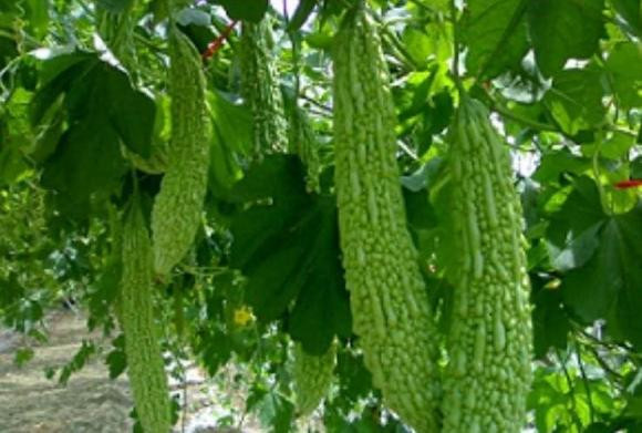 Mướp đắng có tốt, 4 người này tốt nhất không nên động vào Muop dang co tot, 4 nguoi nay tot nhat khong nen dong vao