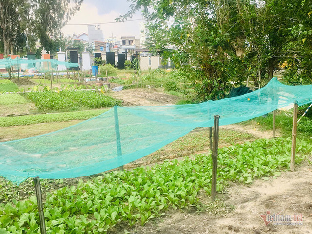 Dân ở khu đất vàng quận 2 khốn khổ vì mùi tử thi - Hình 3 Dan o khu dat vang quan 2 khon kho vi mui tu thi-Hinh-3