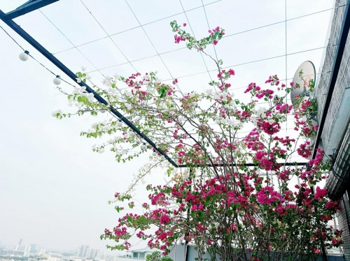 Tiểu thư miền Tây xinh đẹp khoe khu vườn trên cao đẹp như mơ - Hình 5 Tieu thu mien Tay xinh dep khoe khu vuon tren cao dep nhu mo-Hinh-5