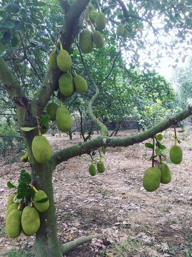 Lão nông bất ngờ thắng lớn tiền tỷ mỗi năm nhờ cây mít lạ - Hình 3 Lao nong bat ngo thang lon tien ty moi nam nho cay mit la-Hinh-3