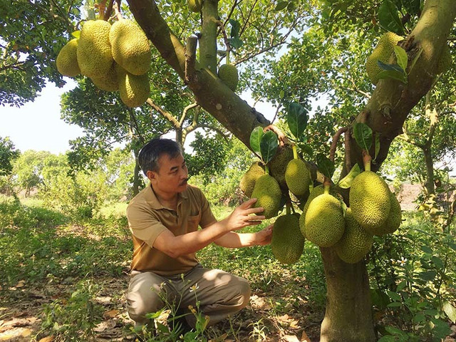 Lão nông bất ngờ thắng lớn tiền tỷ mỗi năm nhờ cây mít lạ - Hình 4 Lao nong bat ngo thang lon tien ty moi nam nho cay mit la-Hinh-4