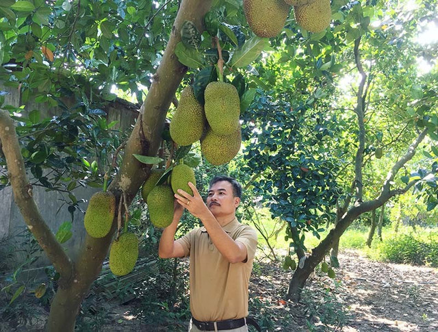 Lão nông bất ngờ thắng lớn tiền tỷ mỗi năm nhờ cây mít lạ Lao nong bat ngo thang lon tien ty moi nam nho cay mit la