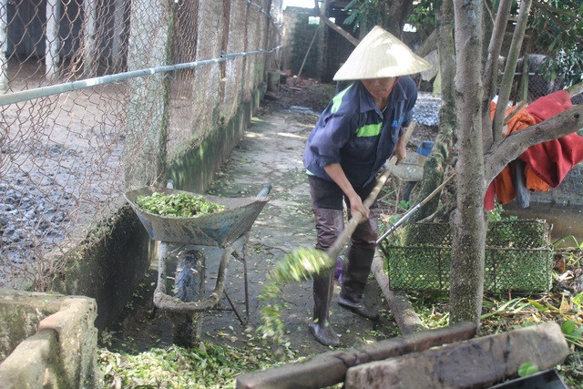 'Đánh liều' nuôi đà điểu Châu Phi lão nông lãi 500 triệu đồng - Hình 3 'Danh lieu' nuoi da dieu Chau Phi lao nong lai 500 trieu dong-Hinh-3
