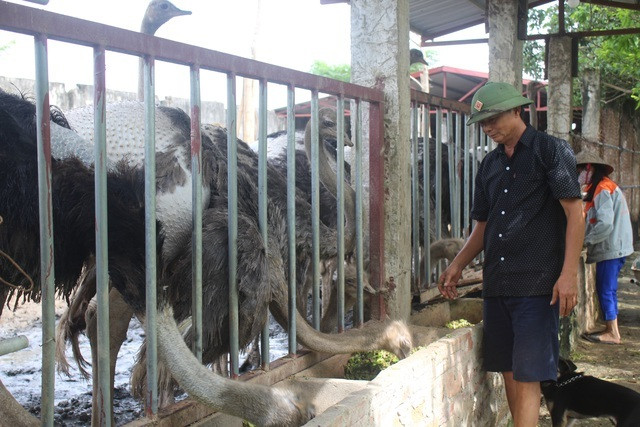'Đánh liều' nuôi đà điểu Châu Phi lão nông lãi 500 triệu đồng - Hình 2 'Danh lieu' nuoi da dieu Chau Phi lao nong lai 500 trieu dong-Hinh-2