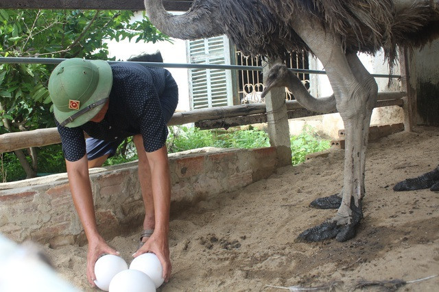 'Đánh liều' nuôi đà điểu Châu Phi lão nông lãi 500 triệu đồng - Hình 4 'Danh lieu' nuoi da dieu Chau Phi lao nong lai 500 trieu dong-Hinh-4