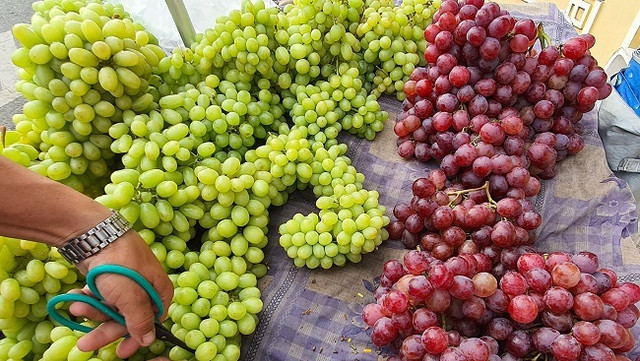 5 loại nho siêu rẻ, đang làm mưa làm gió trên thị trường - Hình 2 5 loai nho sieu re, dang lam mua lam gio tren thi truong-Hinh-2