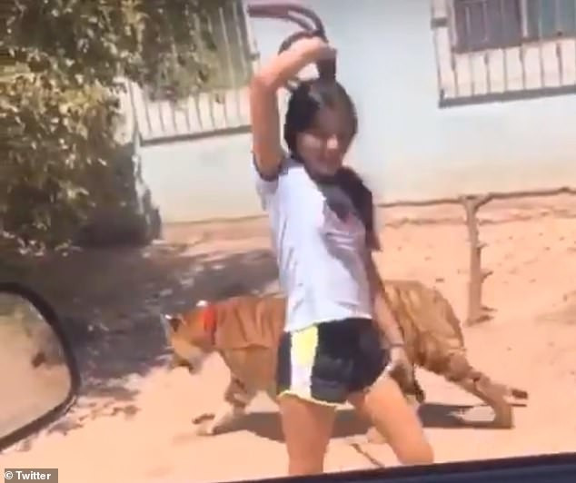 Cô gái dắt hổ Bengal quý hiếm như dắt chó đi dạo trên phố - Hình 2 Co gai dat ho Bengal quy hiem nhu dat cho di dao tren pho-Hinh-2