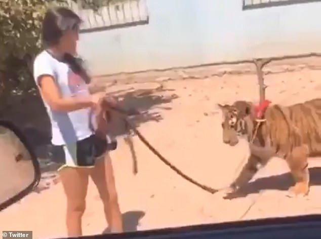 Cô gái dắt hổ Bengal quý hiếm như dắt chó đi dạo trên phố Co gai dat ho Bengal quy hiem nhu dat cho di dao tren pho