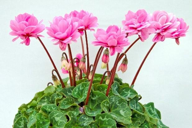 Muốn người khỏe mạnh, tài lộc sung túc nên tránh trồng 3 loại cây này - Hình 2 Muon nguoi khoe manh, tai loc sung tuc nen tranh trong 3 loai cay nay-Hinh-2