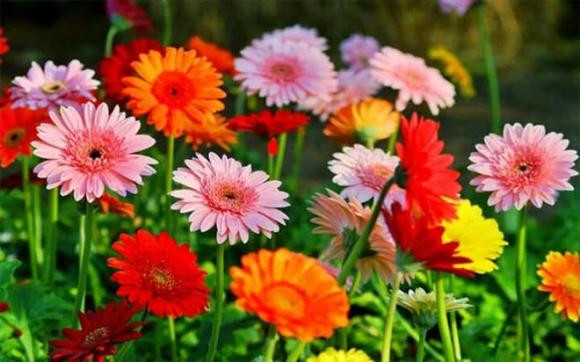 Dùng loại hoa cúng này đảm bảo gặp nhiều may mắn dịp lễ Tết - Hình 2 Dung loai hoa cung nay dam bao gap nhieu may man dip le Tet-Hinh-2
