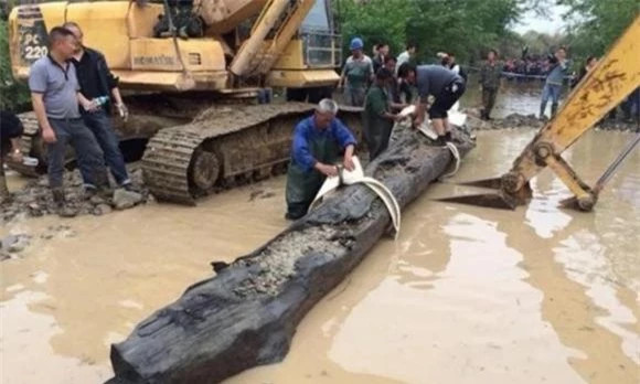Đào móng nhà, mừng rơn vớ được khúc gỗ quý 350 tỷ đồng Dao mong nha, mung ron vo duoc khuc go quy 350 ty dong