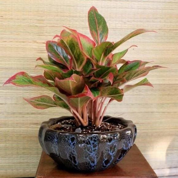 5 loại cây đặt trên ban thờ giúp gia chủ may mắn, giàu nhanh - Hình 2 5 loai cay dat tren ban tho giup gia chu may man, giau nhanh-Hinh-2