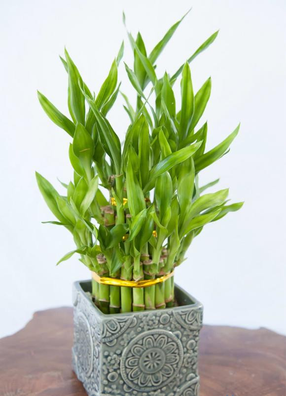 5 loại cây đặt trên ban thờ giúp gia chủ may mắn, giàu nhanh - Hình 4 5 loai cay dat tren ban tho giup gia chu may man, giau nhanh-Hinh-4