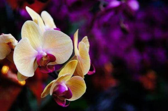 4 con số sinh nhật “thần thánh", hưởng số giàu sang, gia đình thịnh vượng - Hình 2 4 con so sinh nhat “than thanh