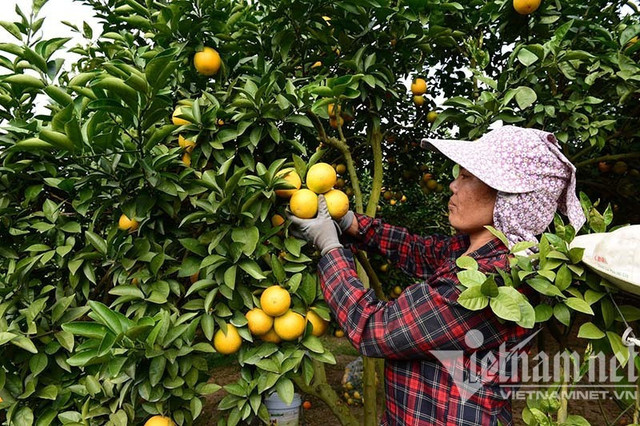 ‘Đại bàng’ rót 71.000 tỷ, 'được mùa rớt giá' không còn lời nguyền - Hình 2 ‘Dai bang’ rot 71.000 ty, 'duoc mua rot gia' khong con loi nguyen-Hinh-2
