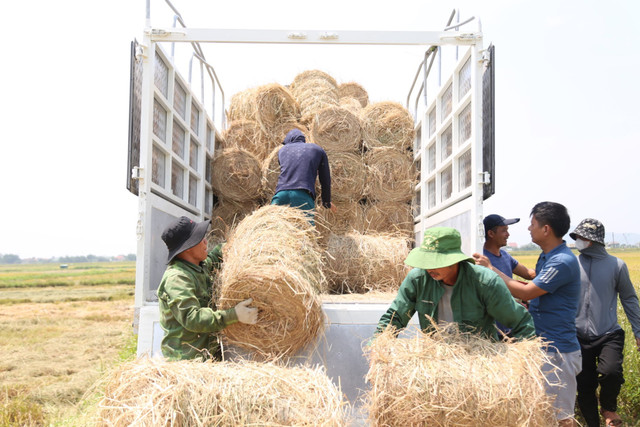 Đội nắng 40 độ C, kiếm tiền từ nghề cuộn rơm ở Nghệ An - Hình 10 Doi nang 40 do C, kiem tien tu nghe cuon rom o Nghe An-Hinh-10
