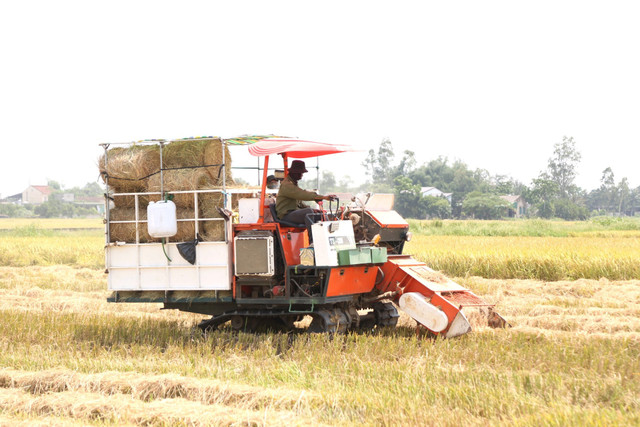 Đội nắng 40 độ C, kiếm tiền từ nghề cuộn rơm ở Nghệ An - Hình 3 Doi nang 40 do C, kiem tien tu nghe cuon rom o Nghe An-Hinh-3