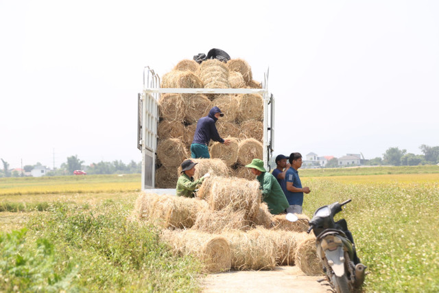 Đội nắng 40 độ C, kiếm tiền từ nghề cuộn rơm ở Nghệ An - Hình 6 Doi nang 40 do C, kiem tien tu nghe cuon rom o Nghe An-Hinh-6
