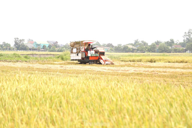 Đội nắng 40 độ C, kiếm tiền từ nghề cuộn rơm ở Nghệ An - Hình 5 Doi nang 40 do C, kiem tien tu nghe cuon rom o Nghe An-Hinh-5