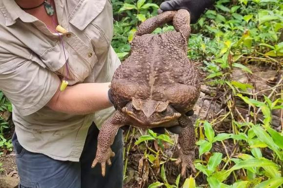 Loài cóc to nhất thế giới với kích thước gần bằng con mèo - Hình 2 Loai coc to nhat the gioi voi kich thuoc gan bang con meo-Hinh-2