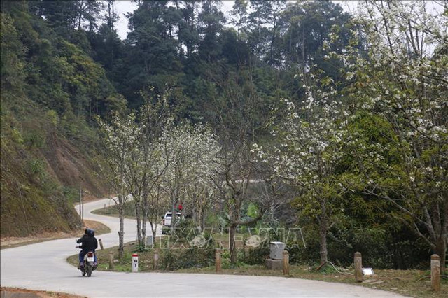 Chiêm ngưỡng con đường hoa lê dài nhất Việt Nam Chiem nguong con duong hoa le dai nhat Viet Nam