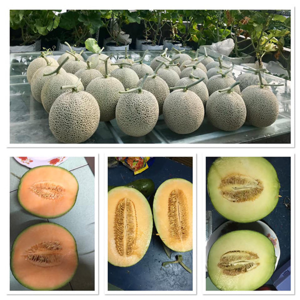 Bỏ ra 4 triệu đồng, vợ chồng trẻ thu về vườn dưa trĩu quả - Hình 9 Bo ra 4 trieu dong, vo chong tre thu ve vuon dua triu qua-Hinh-9