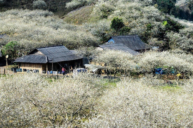 “Săn” hoa mận đầu mùa ở Mộc Châu - Hình 3 “San” hoa man dau mua o Moc Chau-Hinh-3