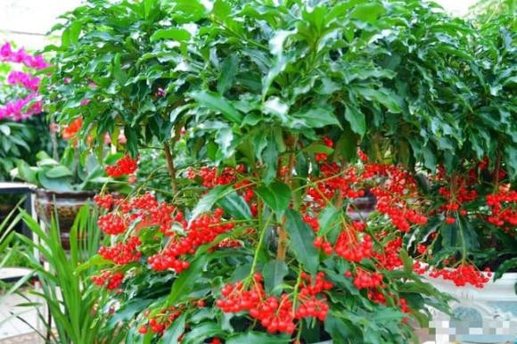 Trồng loại cây cảnh này như rước 'kho vàng' vào nhà - Hình 2 Trong loai cay canh nay nhu ruoc 'kho vang' vao nha-Hinh-2
